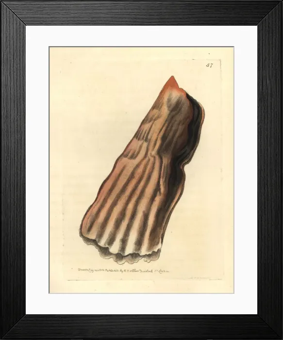 Framed Print : Baggy pen shell or bag pinna, Pinna saccata Framed Print : Baggy pen shell or bag pinna, Pinna saccata