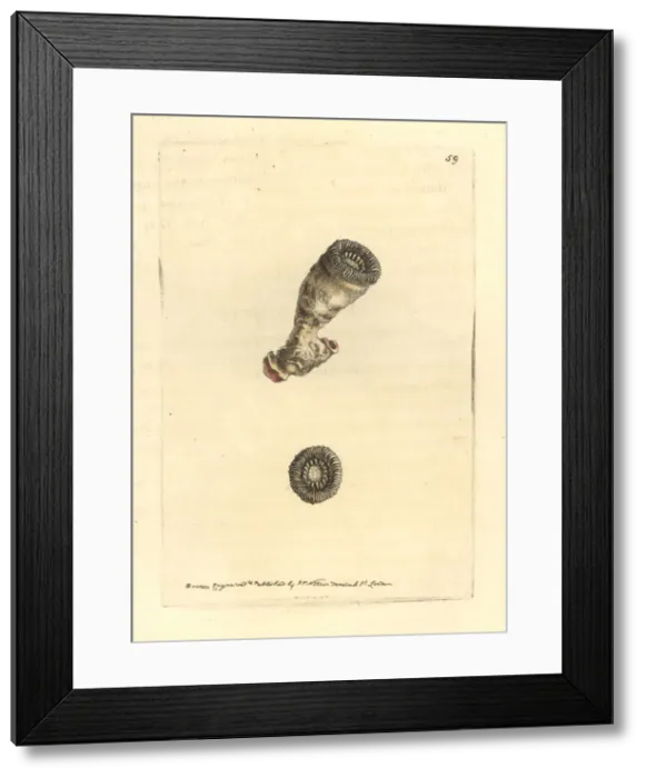 Framed Print : Cup caryophylla coral, Caryophyllia cyathus Framed Print : Cup caryophylla coral, Caryophyllia cyathus