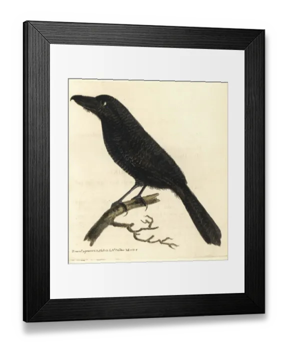 Framed Print : Fasciated antshrike, Cymbilaimus lineatus Framed Print : Fasciated antshrike, Cymbilaimus lineatus