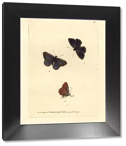 Fiery jewel butterfly, Hypochrysops ignitus