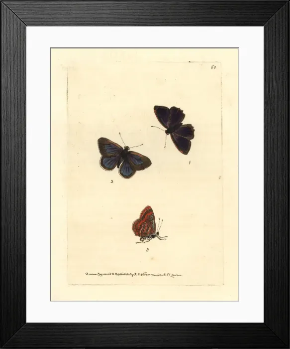 Framed Print : Fiery jewel butterfly, Hypochrysops ignitus Framed Print : Fiery jewel butterfly, Hypochrysops ignitus