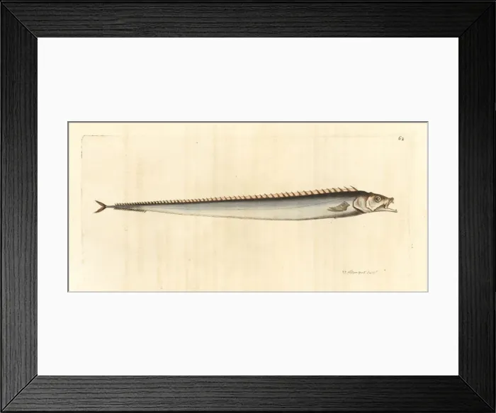 Framed Print : Cutlassfish, Lepidopus caudatus Framed Print : Cutlassfish, Lepidopus caudatus