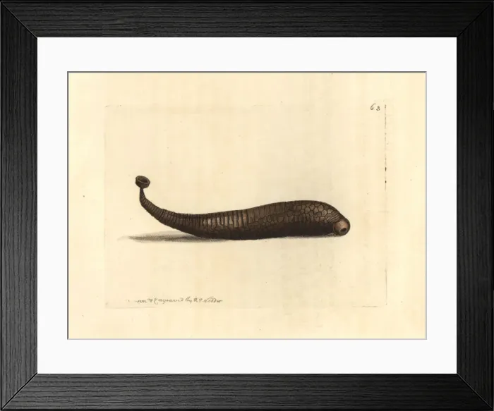 Framed Print : Areolated sealeech, Pontobdella areolata Framed Print : Areolated sealeech, Pontobdella areolata