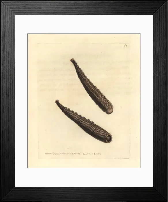 Framed Print : Warted sealeech, Pontobdella verrucata Framed Print : Warted sealeech, Pontobdella verrucata