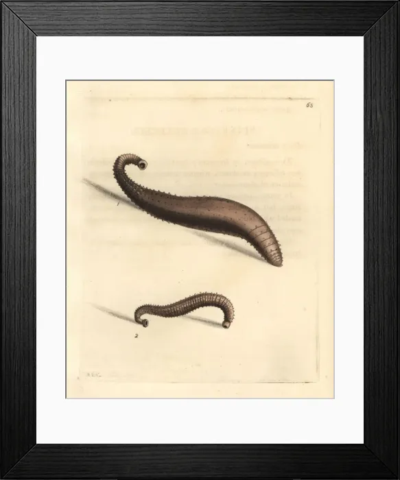 Framed Print : Skate-sucker or spinulose sealeech, Pontobdella spinulosa Framed Print : Skate-sucker or spinulose sealeech, Pontobdella spinulosa