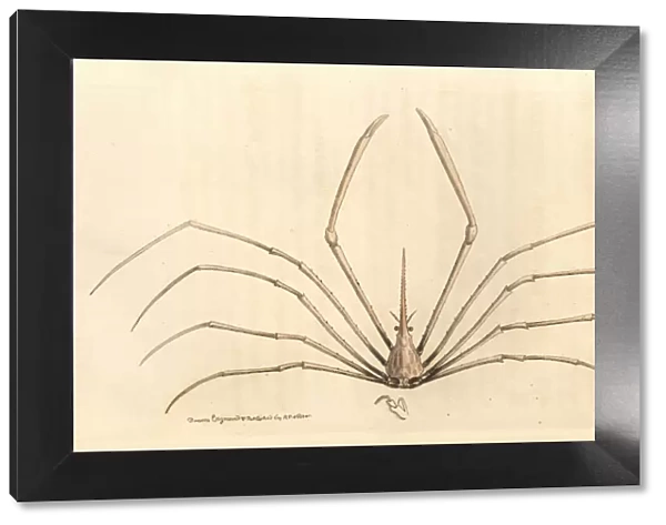 Yellowline arrow crab, Stenorhynchus seticornis