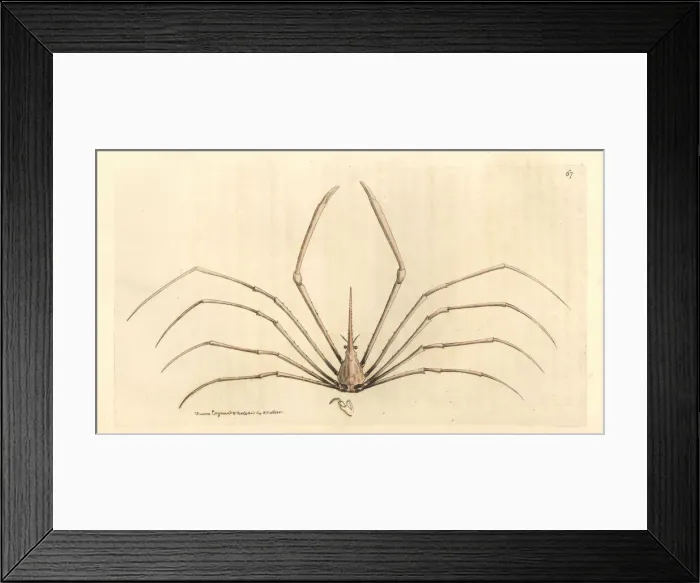 Framed Print : Yellowline arrow crab, Stenorhynchus seticornis Framed Print : Yellowline arrow crab, Stenorhynchus seticornis