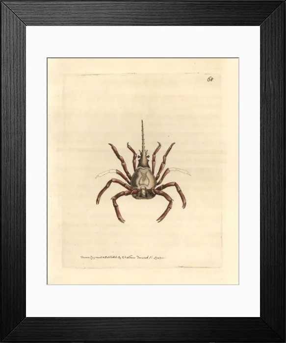 Framed Print : Eastern Atlantic arrow crab, Stenorhynchus lanceolatus Framed Print : Eastern Atlantic arrow crab, Stenorhynchus lanceolatus