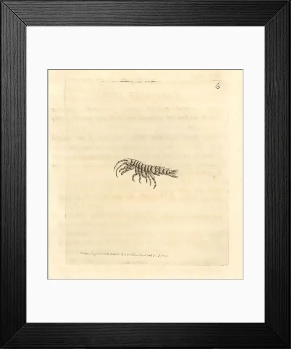 Framed Print : Carinated atyla, Atylus carinatus