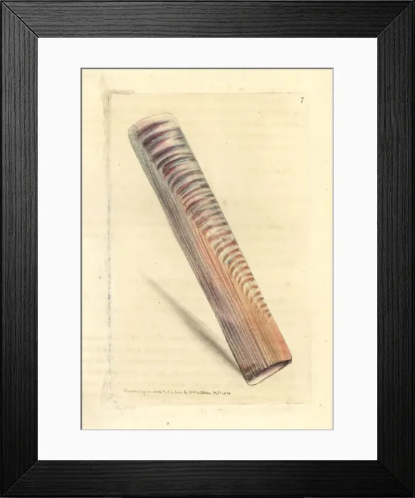 Framed Print : Ceylon razor-shell, Solen ceylonensis Framed Print : Ceylon razor-shell, Solen ceylonensis