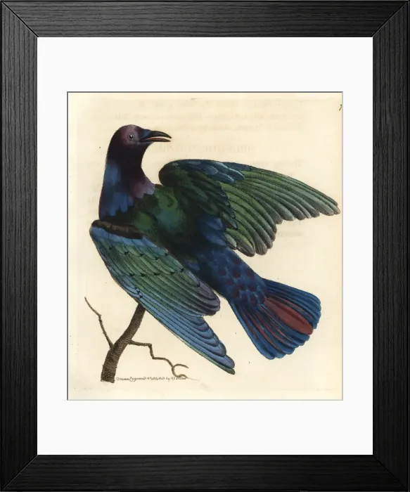 Framed Print : Cape glossy starling, Lamprotornis nitens Framed Print : Cape glossy starling, Lamprotornis nitens