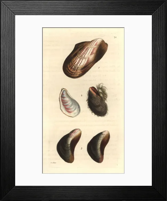 Framed Print : Horse mussels Framed Print : Horse mussels