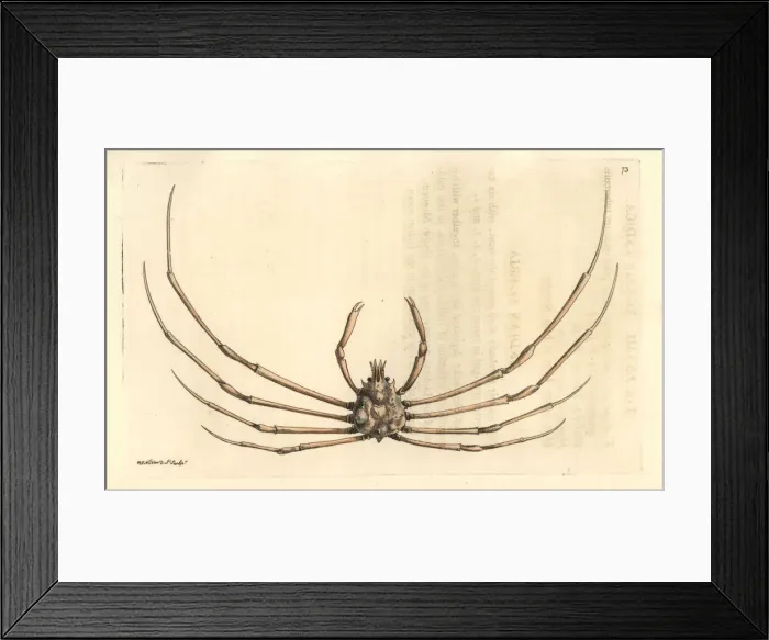Framed Print : Phalangipus indicus crab Framed Print : Phalangipus indicus crab