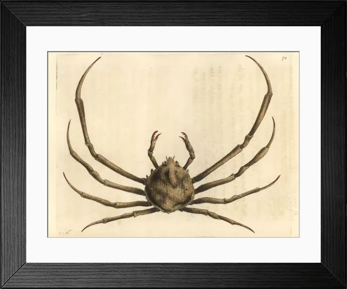 Framed Print : Rissos doclea crab, Doclea rissonii Framed Print : Rissos doclea crab, Doclea rissonii