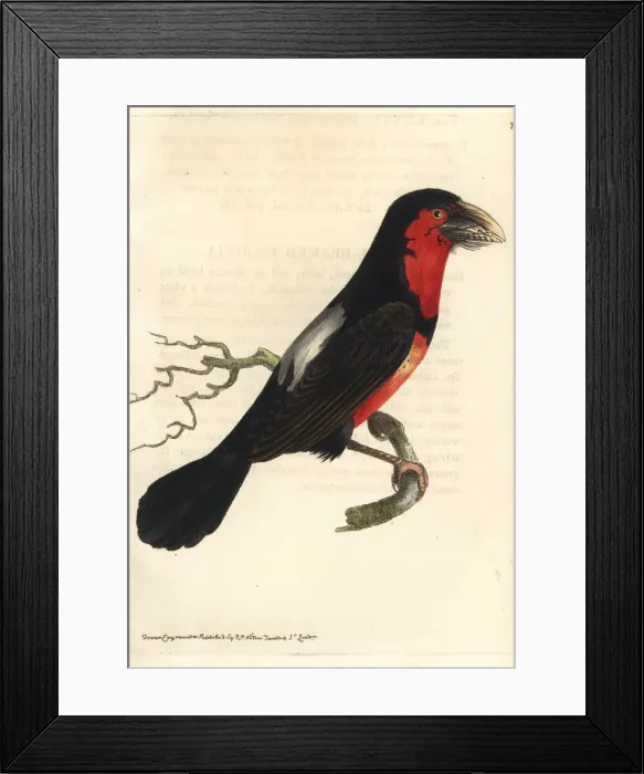 Framed Print : Bearded barbet, Pogonornis dubius Framed Print : Bearded barbet, Pogonornis dubius