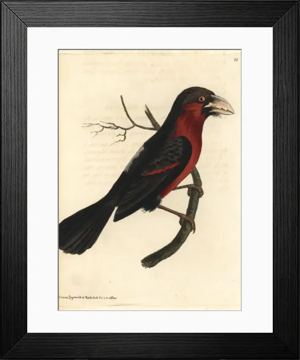 Framed Print : Double-toothed barbet, Pogonornis bidentatus, adult Framed Print : Double-toothed barbet, Pogonornis bidentatus, adult