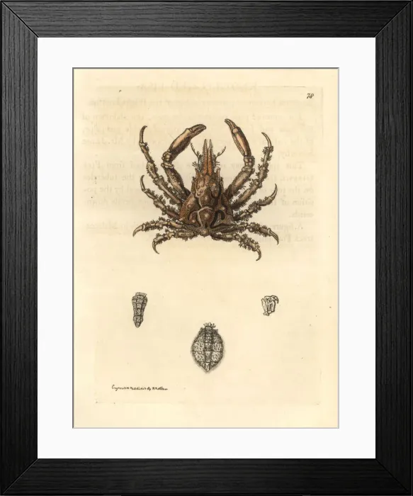 Framed Print : Knot-legged pisa crab, Pisa nodipes Framed Print : Knot-legged pisa crab, Pisa nodipes