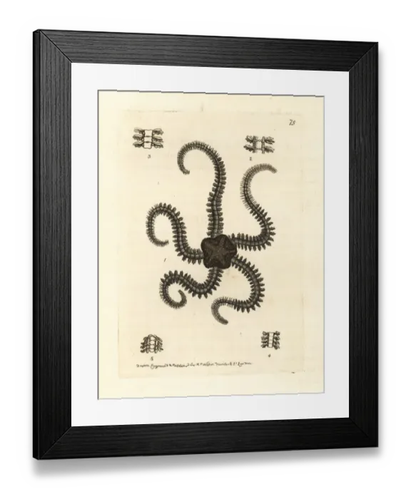 Framed Print : Serpent star species, Ophiura ammothea and Ophiura linckii Framed Print : Serpent star species, Ophiura ammothea and Ophiura linckii