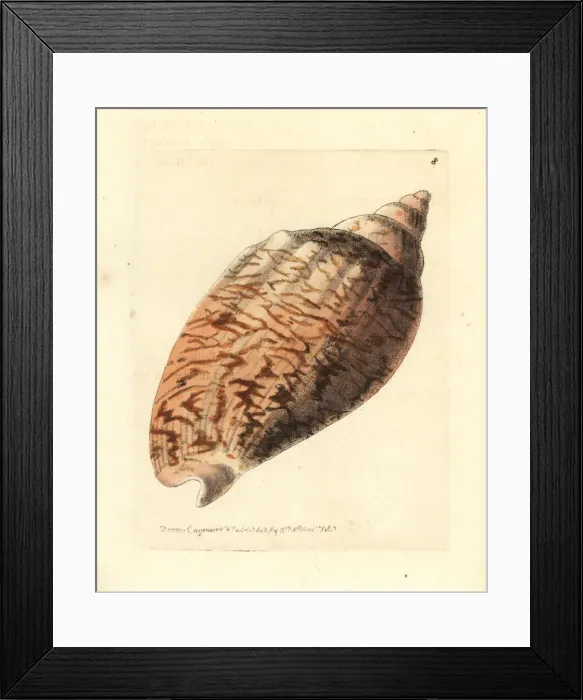 Framed Print : Odontocymbiola magellanica Framed Print : Odontocymbiola magellanica