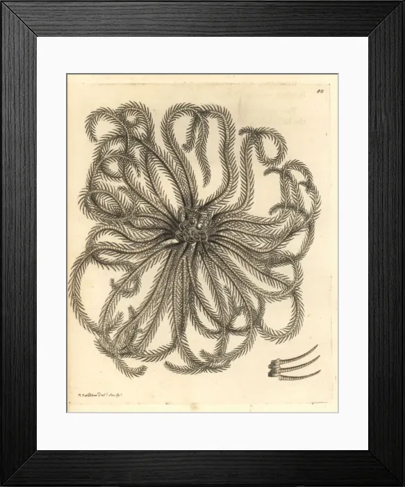 Framed Print : Horrid alecto, Alecto horrida (nomen dubium) Framed Print : Horrid alecto, Alecto horrida (nomen dubium)