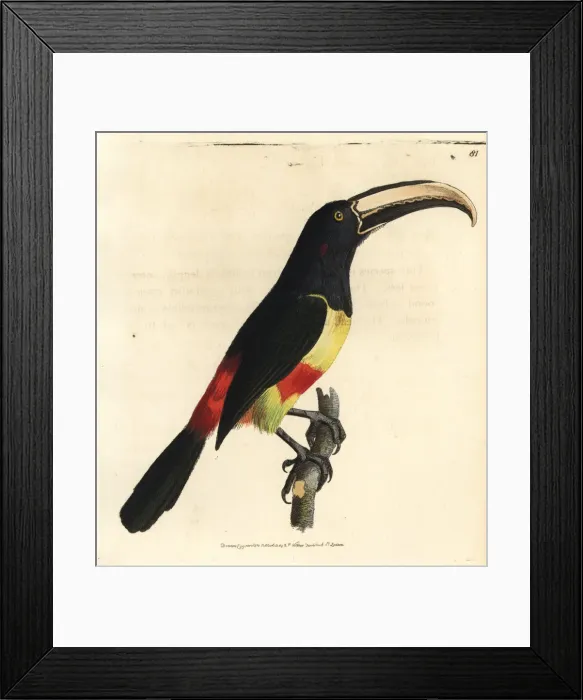 Framed Print : Black-necked aracari, Pteroglossus aracari Framed Print : Black-necked aracari, Pteroglossus aracari