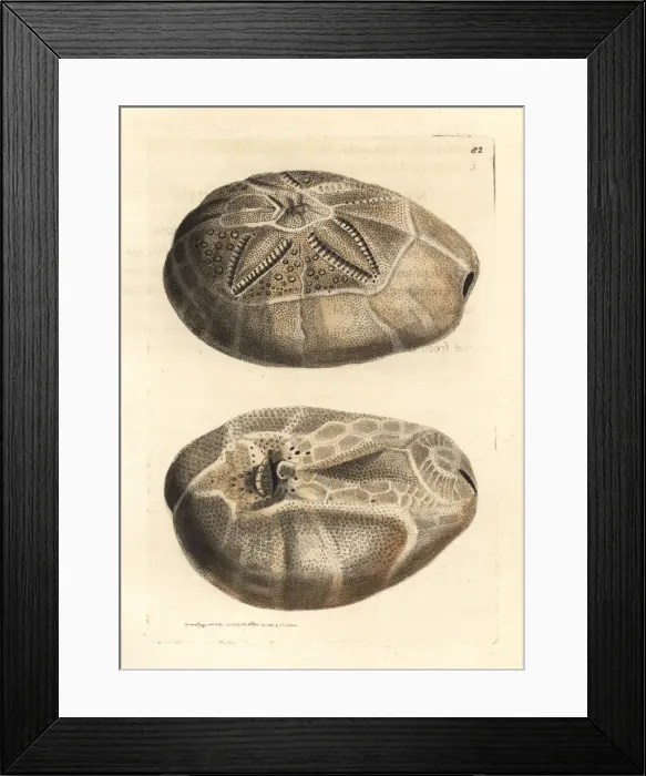 Framed Print : Sea urchin, Breynia australasiae