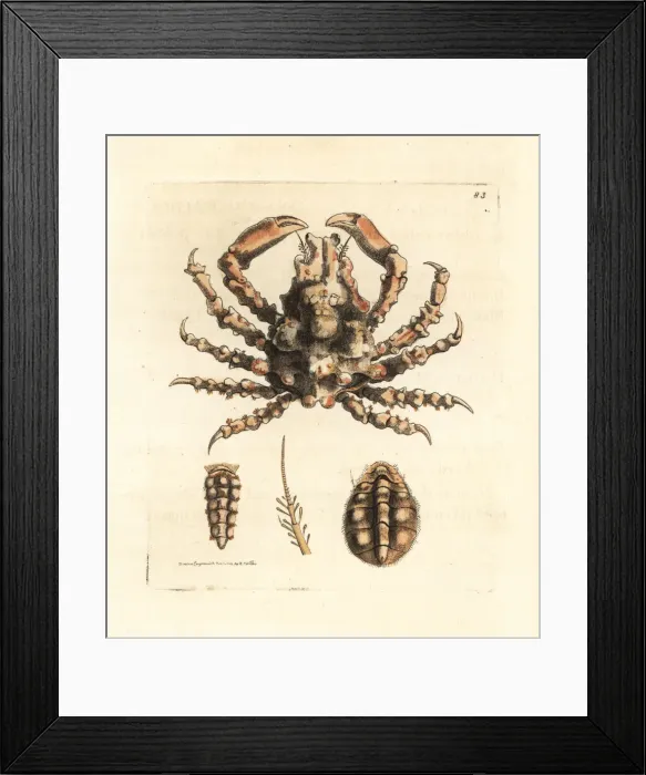 Framed Print : Gouty lissa crab, Lissa chiragra Framed Print : Gouty lissa crab, Lissa chiragra