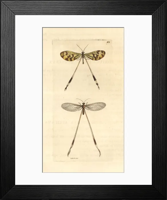 Framed Print : Spoonwings, Nemoptera bipennis and Nemopterella africana Framed Print : Spoonwings, Nemoptera bipennis and Nemopterella africana