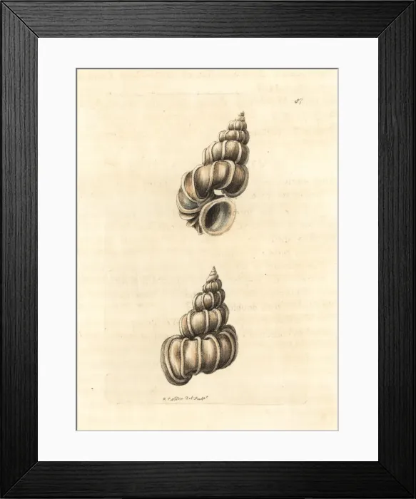 Framed Print : Precious wentletrap, Epitonium scalare Framed Print : Precious wentletrap, Epitonium scalare