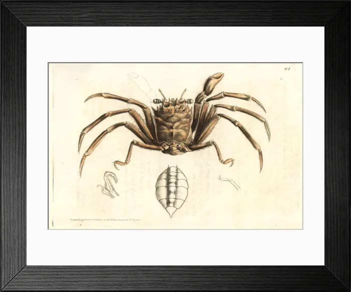 Framed Print : Homola barbata crab Framed Print : Homola barbata crab