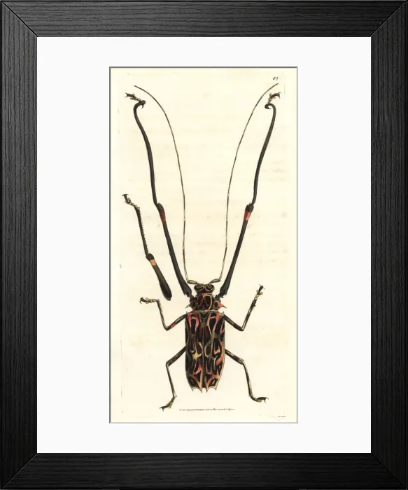 Framed Print : Harlequin beetle, Acrocinus longimanus Framed Print : Harlequin beetle, Acrocinus longimanus