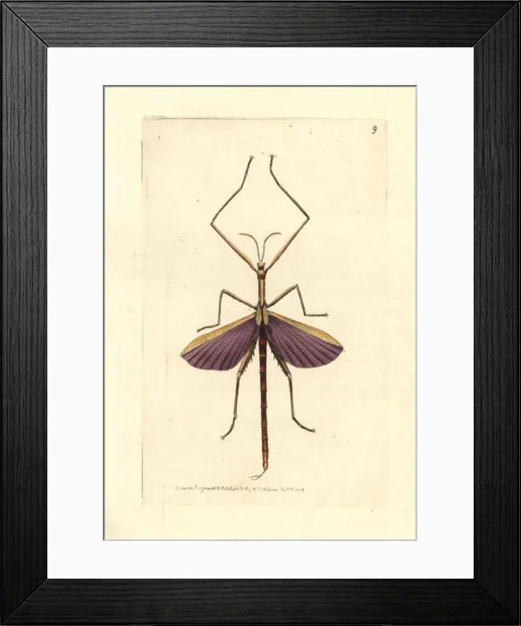 Framed Print : Spur-legged stick insect, Didymuria violescens Framed Print : Spur-legged stick insect, Didymuria violescens