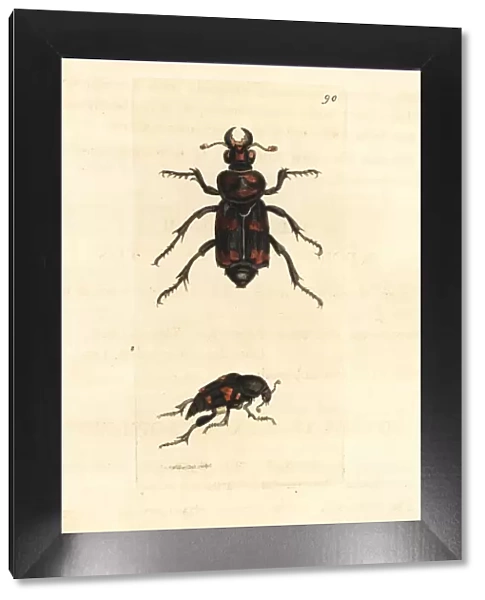American burying beetle, Nicrophorus americanus
