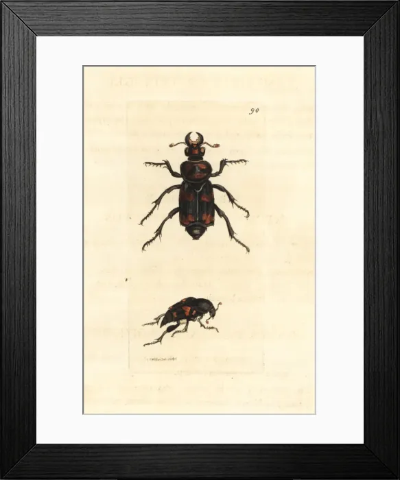 Framed Print : American burying beetle, Nicrophorus americanus Framed Print : American burying beetle, Nicrophorus americanus