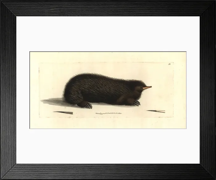 Framed Print : Short-beaked echidna, Tachyglossus aculeatus Framed Print : Short-beaked echidna, Tachyglossus aculeatus