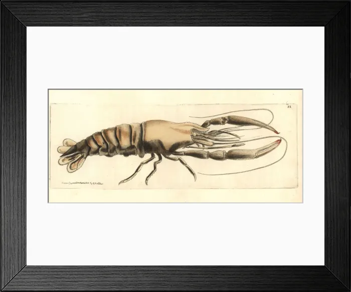 Framed Print : Bigclaw river shrimp, Macrobrachium carcinus Framed Print : Bigclaw river shrimp, Macrobrachium carcinus