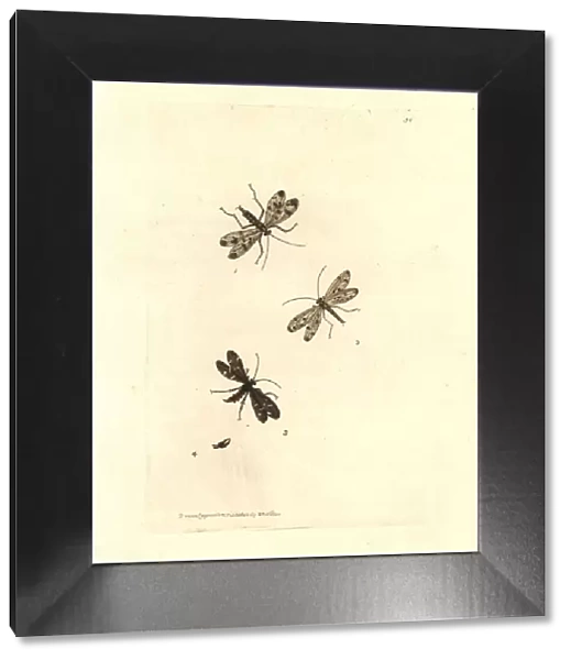 Common scorpionfly, Panorpa communis