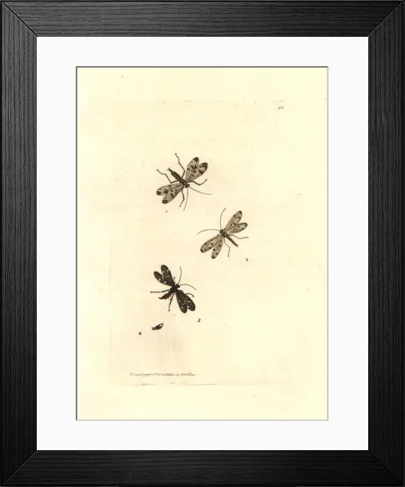 Framed Print : Common scorpionfly, Panorpa communis Framed Print : Common scorpionfly, Panorpa communis