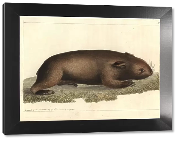 Common wombat, Vombatus ursinus