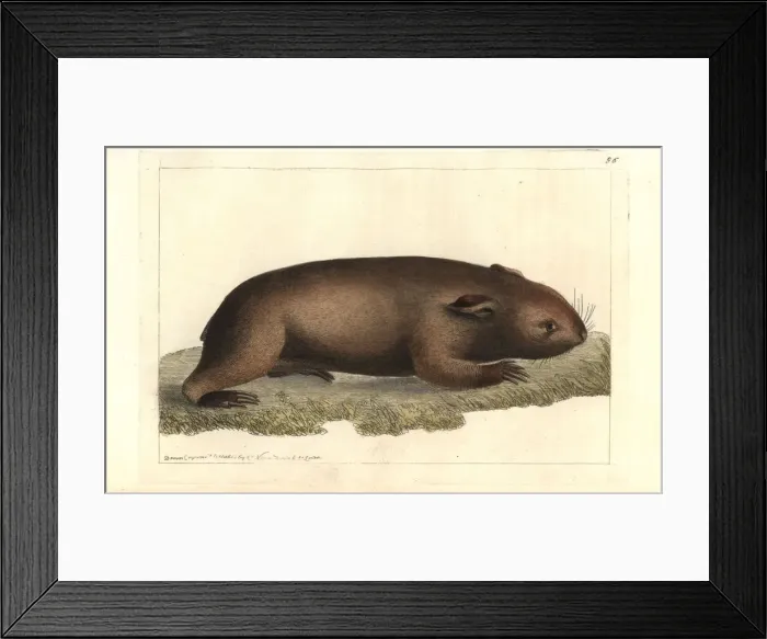 Framed Print : Common wombat, Vombatus ursinus Framed Print : Common wombat, Vombatus ursinus