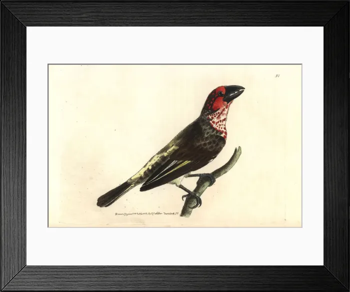 Framed Print : Vieillots barbet, Lybius vieilloti Framed Print : Vieillots barbet, Lybius vieilloti