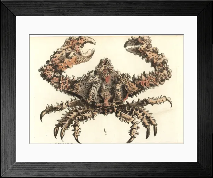 Framed Print : Rubble crab or horrid parthenope, Parthenope horrida Framed Print : Rubble crab or horrid parthenope, Parthenope horrida