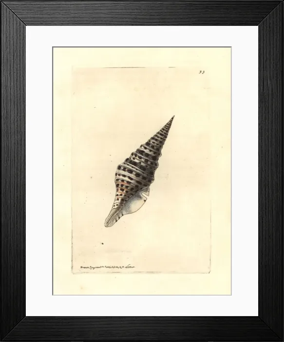 Framed Print : Babylon turrid shell, Turris babylonia Framed Print : Babylon turrid shell, Turris babylonia