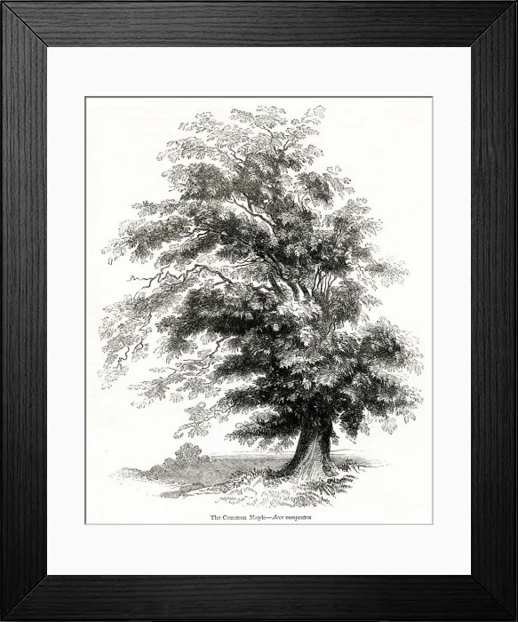 Framed Print : Maple tree (Acer) Framed Print : Maple tree (Acer)