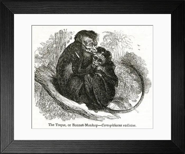 Framed Print : Toque or Bonnet Monkey (Cercopithecus radiatus) Framed Print : Toque or Bonnet Monkey (Cercopithecus radiatus)