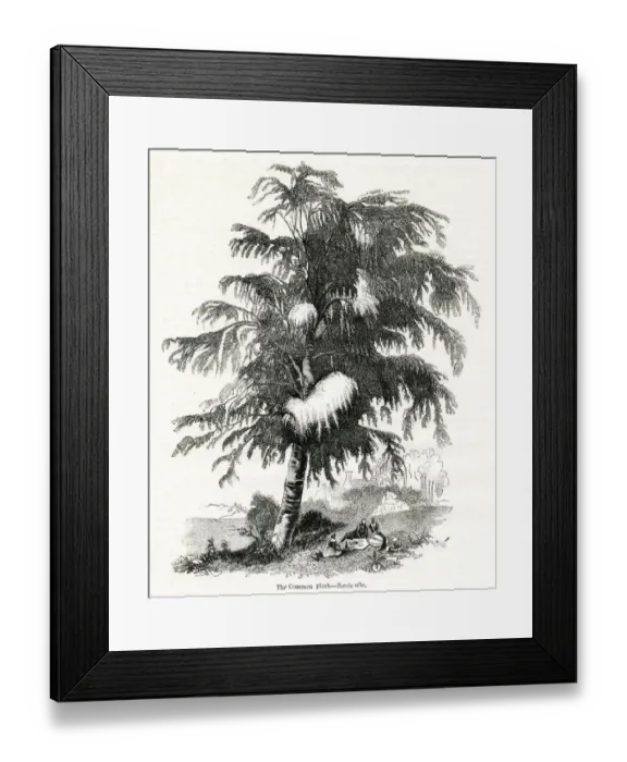 Framed Print : Birch tree (Betula alba) Framed Print : Birch tree (Betula alba)
