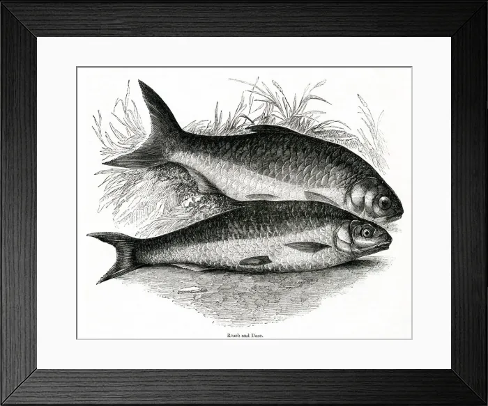 Framed Print : Roach (Rutilus rutilus) and Dace (Leuciscus leuciscus) Framed Print : Roach (Rutilus rutilus) and Dace (Leuciscus leuciscus)
