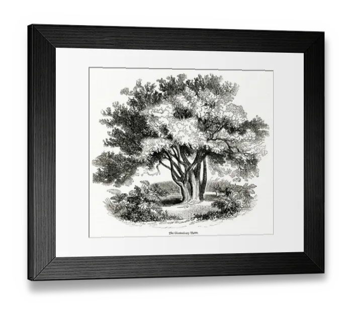 Framed Print : Hawthorn tree (Glastonbury Thorn) Framed Print : Hawthorn tree (Glastonbury Thorn)