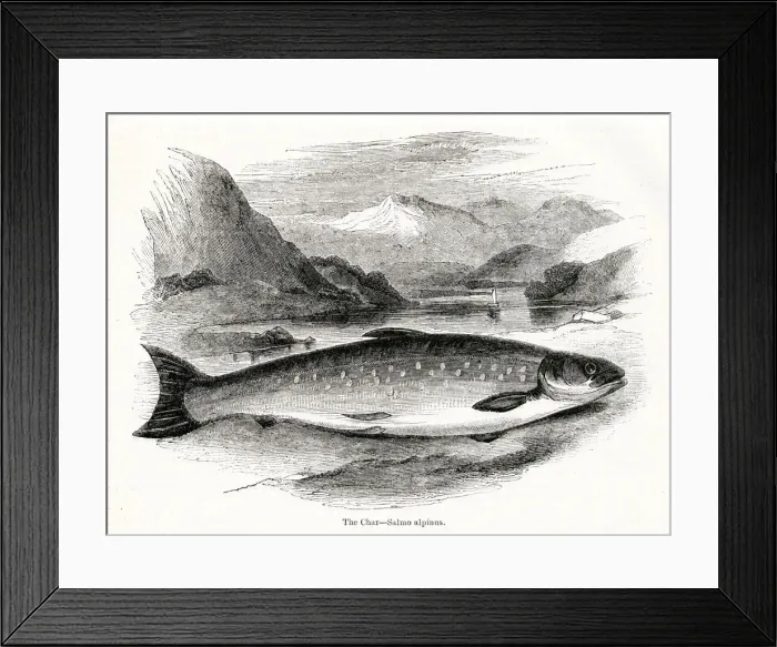 Framed Print : Char (Salmo alpinus) Framed Print : Char (Salmo alpinus)