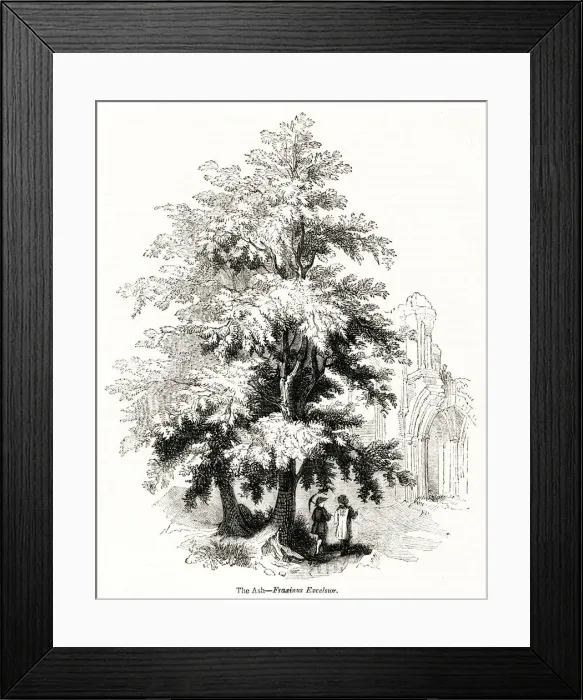 Framed Print : Ash tree (Fraxinus Excelsior) Framed Print : Ash tree (Fraxinus Excelsior)